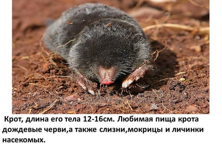 СЭС договор на дератизацию. Служба дезинфекции Dez-Tsentr
