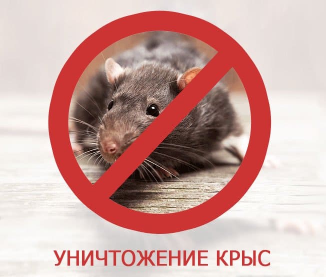 Коронавирус услуги дезинфекции. Дезинсекция подвала Dez-Tsentr
