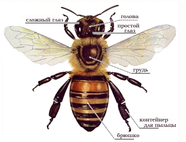 СЭС контакты. Дезинсекция дезинфекция Dez-Tsentr